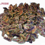 Senna Pods