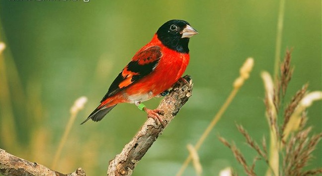 Male Red Siskin